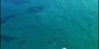 Whales - Head of Bight - SA V (PBH3 00 28941)